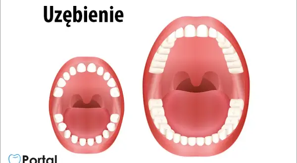Ile zębów ma człowiek? Kompletny przewodnik po uzębieniu.