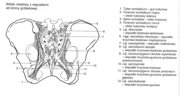 Anatomia miednicy z widocznymi więzadłami, w tym więzadło krzyżowo-guzowe (12), stabilizujące staw krzyżowo-biodrowy.