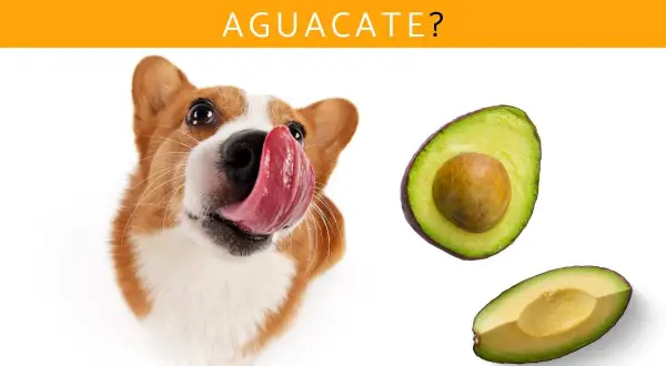Un perro adorable con la lengua afuera mira dos mitades de aguacate. ¿Los perros pueden comer aguacate?