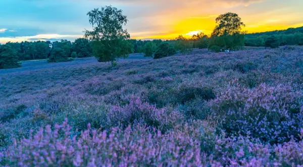 Blühende Heide in der Westruper Heide bei Sonnenuntergang. Ein perfekter Ort zum Wandern und Genießen der Natur.