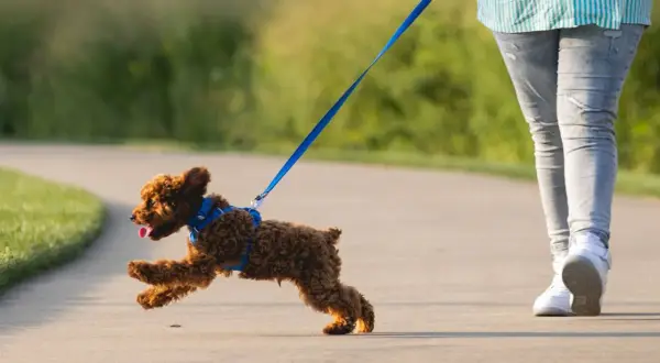 Ein kleiner, brauner Hund rennt fröhlich auf einem Weg, während er am Halsband zieht.
