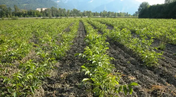 Fila di giovani alberi in un campo, pronti per coltivare noci. Montagne sullo sfondo.