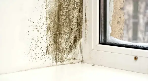 Pleśń na białej ścianie przy oknie, z widocznym śniegiem na parapecie.