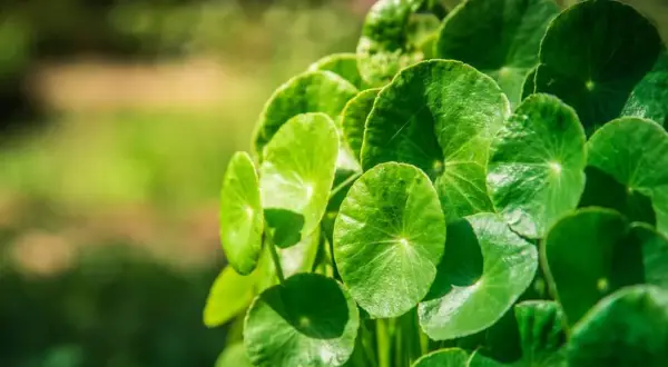 Zielone, okrągłe liście rośliny, znanej z licznych gotu kola właściwości.