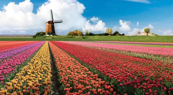 Keukenhof kiedy najlepiej jechać, aby zobaczyć tulipany w pełnym rozkwicie