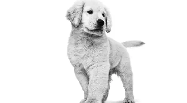 Golden retriever do kiedy rośnie? Odkryj etapy wzrostu psa