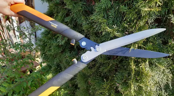 Ręka trzyma nożyce Fiskars, gotowe do przycinania gęstej, zielonej tuja kulista.