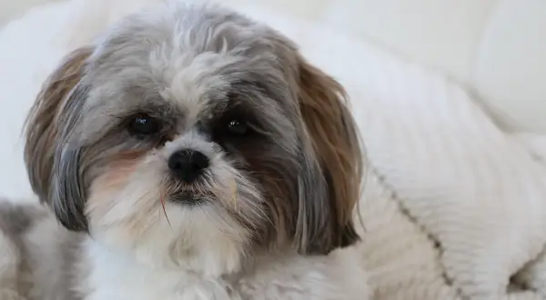 Uroczy piesek rasy Shih Tzu, której korzenie sięgają Tybetu, z charakterystyczną, długą sierścią.
