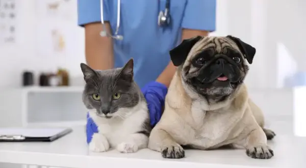 Veterinario Zaragoza: Encuentra la mejor atención para tu mascota