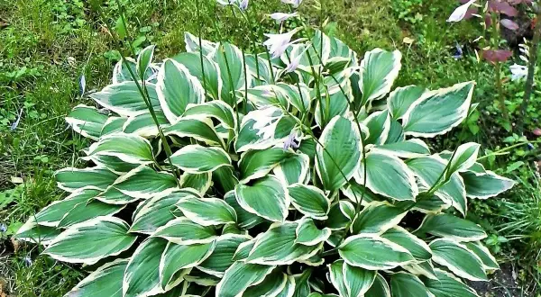 Ein Hosta-Strauch mit grün-weißen Blättern und zarten lila Blüten. Ein schöner funkien standort im Garten.