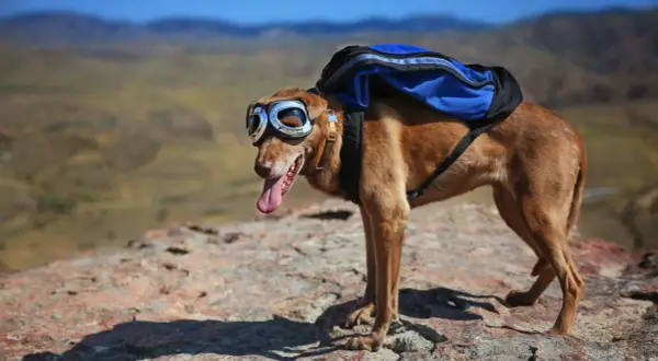 Chien aventurier avec lunettes de vol et sac à dos bleu, prêt pour une randonnée. Sa robe brune se fond dans le paysage rocheux.