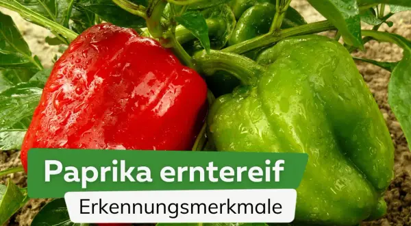 Reife Paprika erkennen: Eine rote und eine grüne Paprika hängen an einem Strauch. Wann paprika ernten? Die Farbe verrät es!