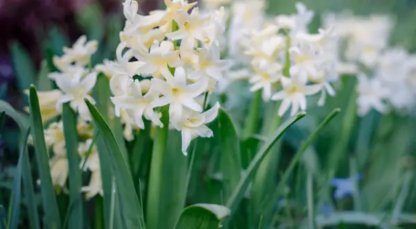 Zarte, cremefarbene Hyazinthen blühen im Frühling. Ihre Namen sind vielfältig, aber diese hier strahlen in hellem Gelb.