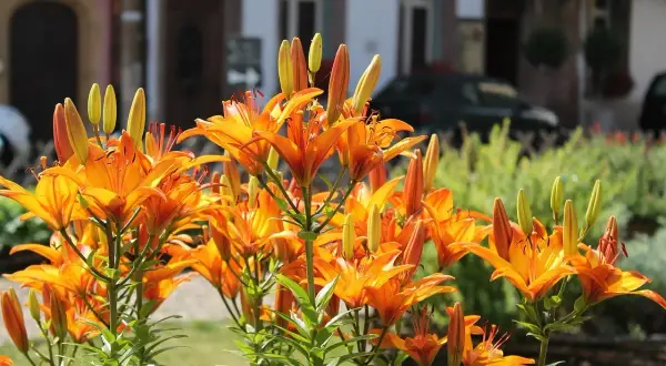 Leuchtend orange Taglilien blühen üppig. Ein sonniger Taglilien Standort mit Gebäuden im Hintergrund.