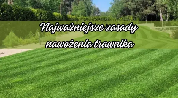 Zadbany trawnik to efekt stosowania nawozów mineralnych. Poznaj najważniejsze zasady nawożenia trawnika, by cieszyć się jego zielenią.