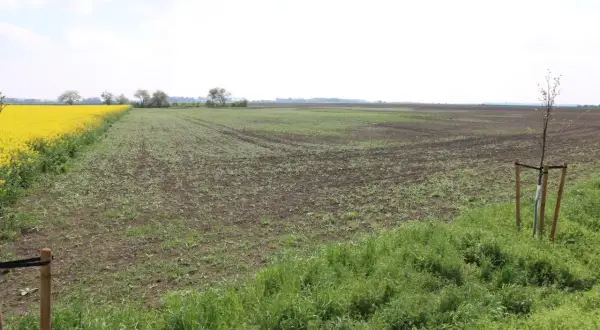 Rozległe pole z młodymi uprawami i kwitnącym rzepakiem. Idealne miejsce na inwestycję z kredytem preferencyjnym na zakup ziemi.