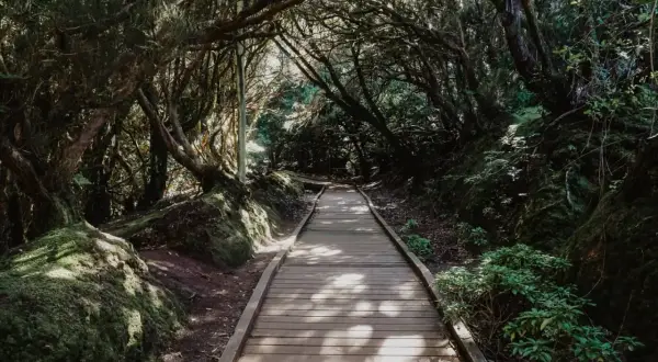 Sendero de madera en un bosque frondoso, ideal para gemakkelijke wandelingen tenerife. La luz del sol se filtra entre las ramas.