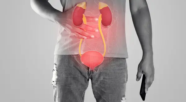 Anatomia układu moczowego z zaznaczonym bólem w okolicy nerek i pęcherza.
