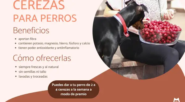 Un perro negro mira un tazón de cerezas. La imagen explica que sí, pueden comer cerezas los perros, con moderación.