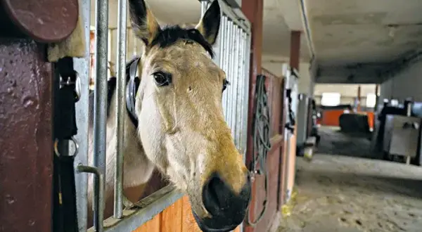 Klikowa stadnina - historia, hodowla koni i niezapomniane doświadczenia
