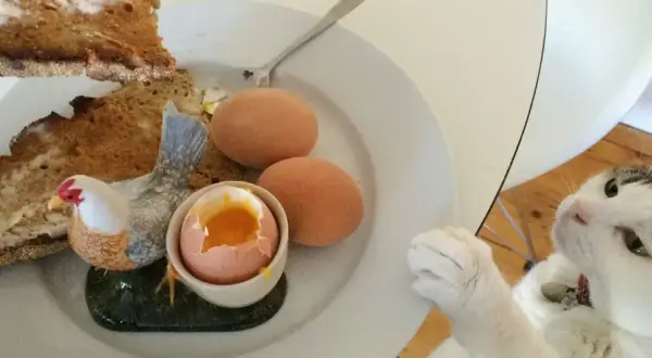 Kot patrzy na talerz z jajkami na twardo, tostami i ozdobną kurką. Czyżby marzył o surowym jajku dla kota?