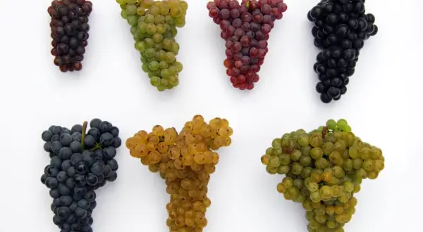Siedem kiści winogron: ciemne, zielone, czerwone, czarne, granatowe, złote i jasnozielone. Idealne do produkcji wina, w tym pysznego vino rosso.