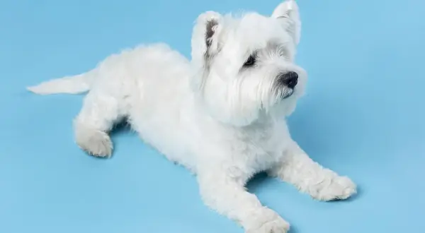 Uroczy west highland white terrier leży na niebieskim tle. Sprawdź west highland white terrier cena.