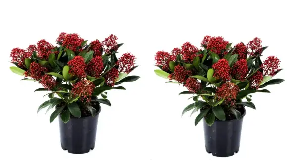Två krukor med skimmia, fulla av röda bär. Perfekt för att lysa upp i vintermörkret, även vid skimmia minusgrader.