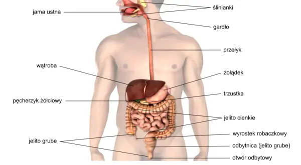 Schemat budowy jamy ustnej i układu pokarmowego człowieka. Widoczne narządy: jama ustna, ślinianki, gardło, przełyk, żołądek, wątroba, trzustka, pęcherzyk żółciowy, jelito cienkie i grube.