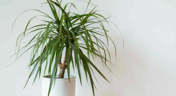 Un dracaena aux feuilles vertes et fines dans un pot blanc. Un guide pour l'entretien de votre dracaena.