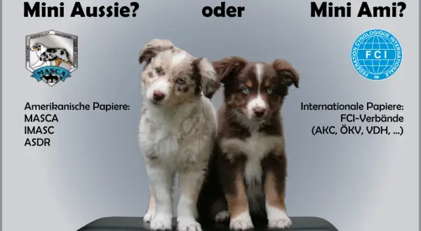 Zwei süße Welpen, ein heller und ein brauner, stellen die Frage: Mini Australian Shepherd oder Mini Ami?