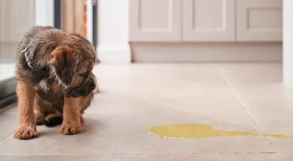 Un cachorro parece avergonzado junto a un charco de orina, sugiriendo incontinencia urinaria en perros.