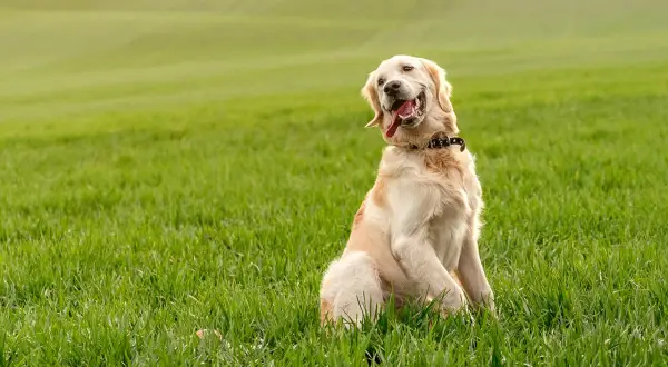 Golden retriever w domu czy na podwórku – co zapewni mu lepsze życie?