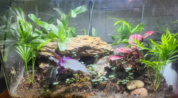Przerób akwarium na terrarium: Poradnik krok po kroku DIY