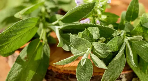 Frische Salbeiblätter mit zarten lila Blüten. Die Salbeitee Wirkung ist bekannt für ihre entzündungshemmenden Eigenschaften.