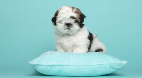 Uroczy szczeniak shih tzu na poduszce. Podstawy jak wychować szczeniaka tej rasy.