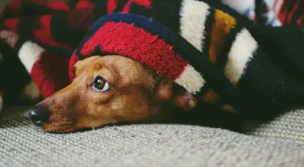 Un perro miedoso se esconde bajo una manta a rayas, con los ojos muy abiertos y alerta.