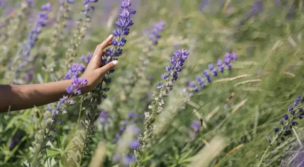 Main d'une femme effleurant des fleurs de lupin, évoquant les bienfaits des lupins pour les cheveux.