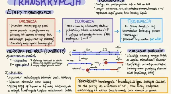 Schemat transkrypcji: inicjacja, elongacja, terminacja. Eukarioty: obróbka pre-mRNA, splicing. **Positivum dawkowanie** w procesie syntezy białek.