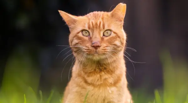 An ear-tipped ginger cat with striking green eyes sits in lush green grass, looking directly at the camera.