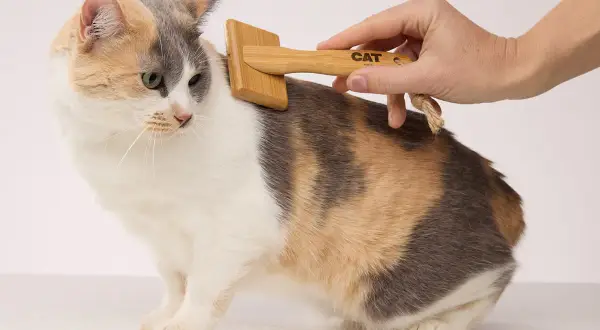 A hand gently brushes a calico cat with a wooden brush. Regular grooming helps answer how often should I brush my cat.