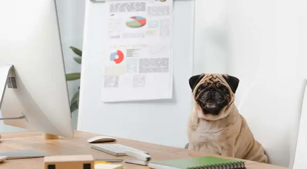 En mops sitter på en stol vid ett skrivbord med en dator och diagram. En arbetsgivare som tillåter hund på kontoret.