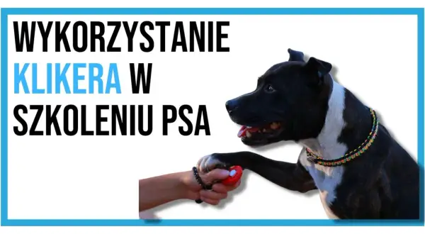 Czarny pies z białą łatką na piersiach podaje łapę osobie trzymającej czerwony kliker. Dowiedz się, jak używać klikera dla psa w szkoleniu.