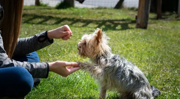 Entrenando a un Yorkshire Terrier, una de las razas de perros hiperactivos, a dar la pata en el césped.