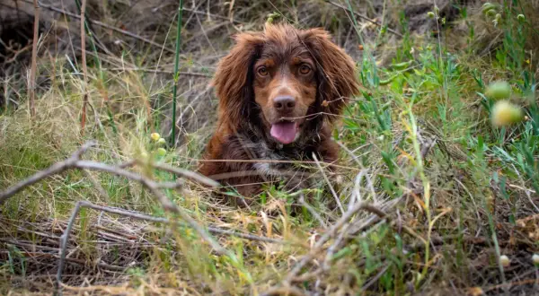 Czekający polski spaniel myśliwski w trawie, z językiem na wierzchu.