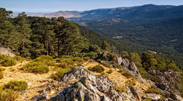 Vista panorámica del **parque nacional de la Sierra de Guadarrama**, con pinos, rocas y vegetación baja en primer plano, y un denso bosque y montañas al fondo.