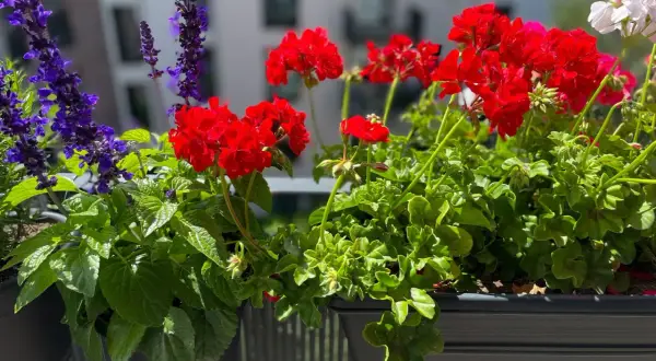 Färgglada blommor i en balkonglåda. Lär dig hur du kan odla på balkong med röda pelargoner och lila salvia.