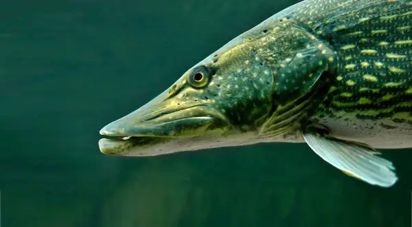 Ein Hecht schwimmt im dunklen Wasser, seine scharfen Zähne sind sichtbar. Er ist ein gefürchteter Räuber, der seine Feinde jagt.