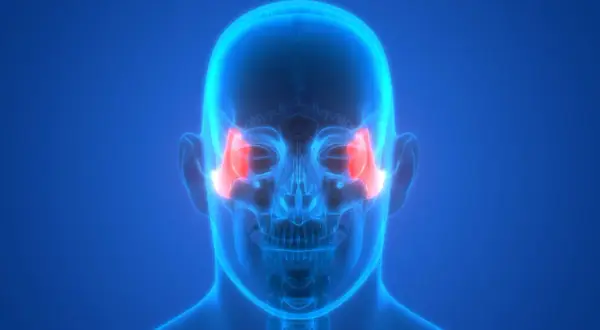 Anatomia czaszki z podświetlonymi kośćmi jarzmowymi. Ilustracja może być pomocna przy omawianiu zlamanie kosci jarzmowej leczenie.