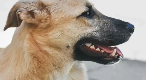 Primer plano de un perro con la boca abierta, mostrando sus dientes. Es un momento clave cuando cambian los dientes los perros.